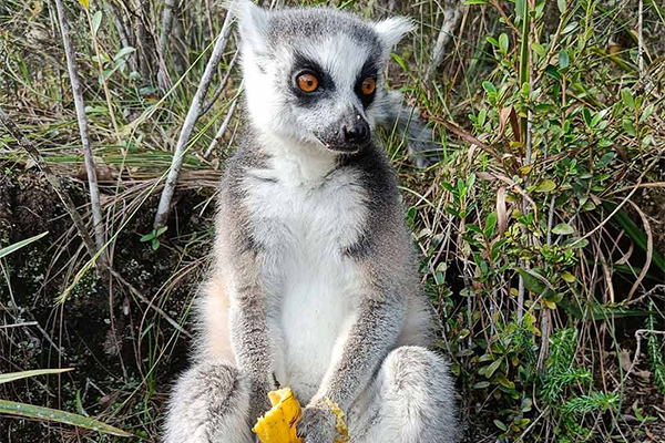 madagascar_lemur